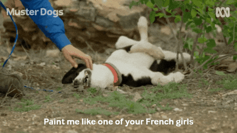 Mans Best Friend Dogs GIF by ABC TV + IVIEW