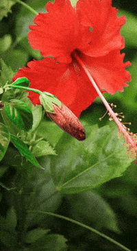 Levenkhan GIF by AR GANG