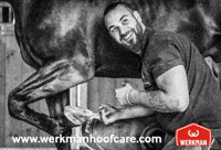 Horse Farrier GIF by WerkmanHoofcare