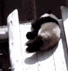 sliding panda bear GIF
