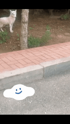 cuteanimalland giphyupload GIF
