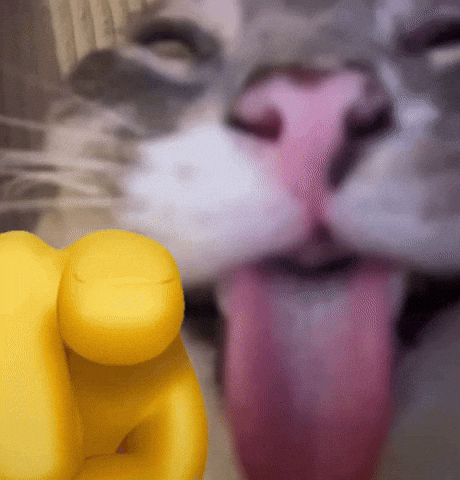Cat Reaction GIF