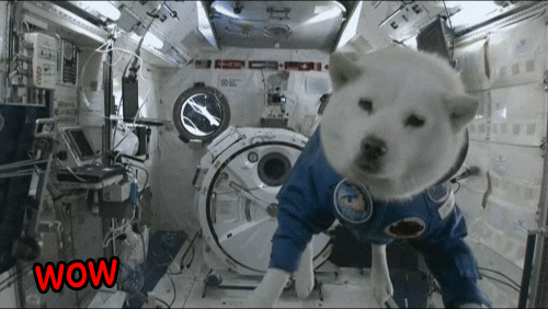 Dog Space GIF