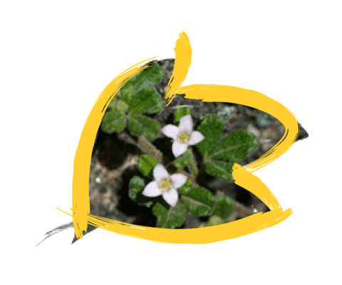 Australia Species Sticker by NSW Department of Planning, Industry and Environment
