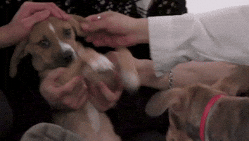 Puppy Drumming GIF by BuzzFeed