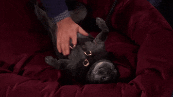 heart of television dog GIF by Hallmark Channel