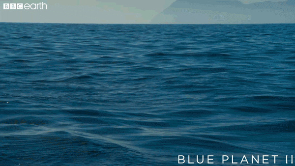 happy blue planet GIF by BBC Earth