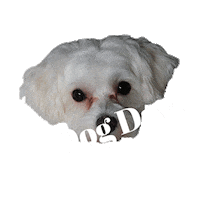 NanAndCoMedia fun dog summer sweet Sticker