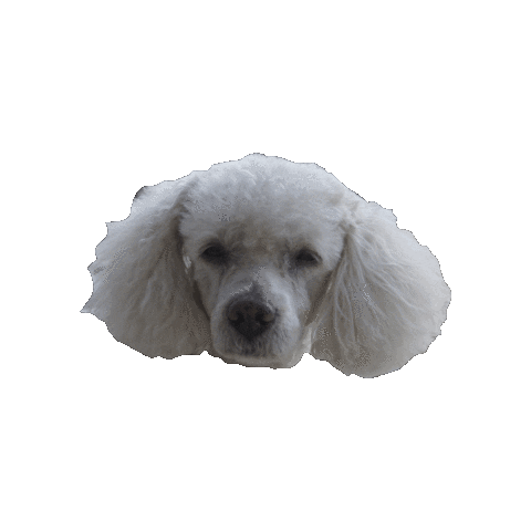 Dog Think Sticker