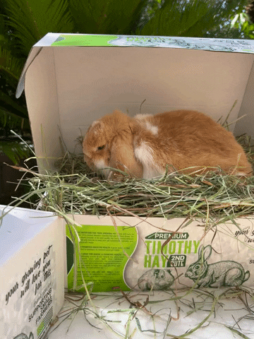 billytis26 giphyupload GIF