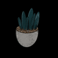 Meganbouchillon plant boho cactus succulent GIF