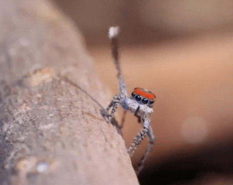 spider bug GIF