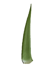 PharmosNatur aloe aloe vera naturkosmetik pharmos natur Sticker