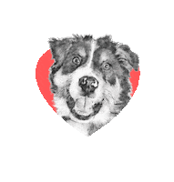 brittanychardpetillustrations bcxx brittanychard Sticker