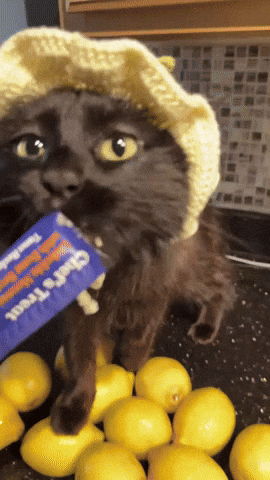 Lemon Cat GIF