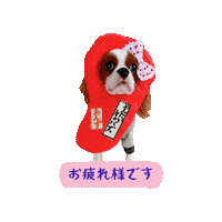 Dogs Cavalierkingcharlesspaniel Sticker