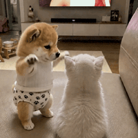 armasdogworld dance pet 고양이 강아지 GIF
