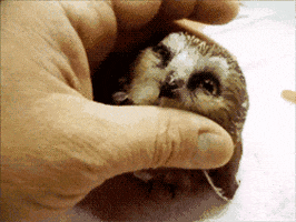 owl GIF