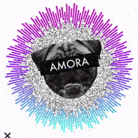 Zeedog GIF by Amora Pug Brasil