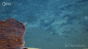 Episode 2 Life GIF by PBS