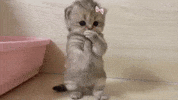 Catty Scuba Cat GIF