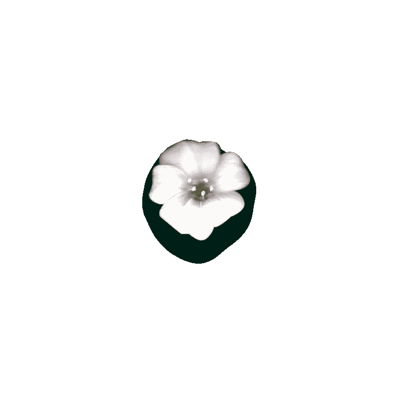 Fun Flower Sticker by Paola Hibiki