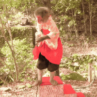 Monkey 動物 GIF