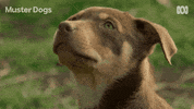 Border Collie Dogs GIF by ABC TV + IVIEW
