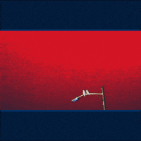 Red Blue Birds GIF by jaydr.1