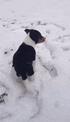 Snow Puppy GIF by SCHIMMEL VELO