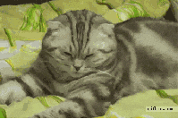 sleepy cat falling GIF