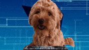 GIF by Subskile