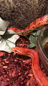 Video of Pet Snake Going Potty Becomes Surprising (and Gross) Viral Hit