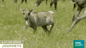 nature's epic journeys calf GIF by BBC Earth