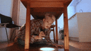 세븐틴 Photobook GIF
