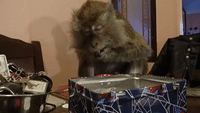 Monkey Tests How Many Poker Chips She Can Fit in Her Mouth