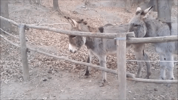 Donkey Struggling With Fence Gets Adorable Assistance