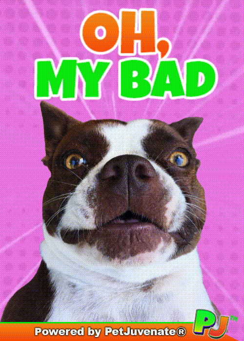Im Sorry Forgive Me GIF by PetJuvenate - PJ