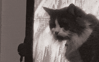 thuglife #catlife #fuckyou #fuckyoucat GIF by Westhoffenator