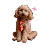 WolverineTax dog poodle wolverine tax Sticker