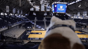 butler bulldogs dog GIF by Butler University
