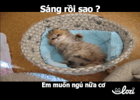 lozico duong-gif1 GIF