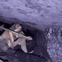 Man Axe GIF