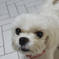Puppy GIF