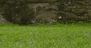 goose gosling GIF by Head Like an Orange