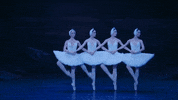 Swanlake GIF by English National Ballet
