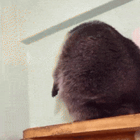 Raccoon GIF