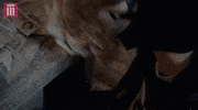 bbc season 4 bbc cash bbc three GIF