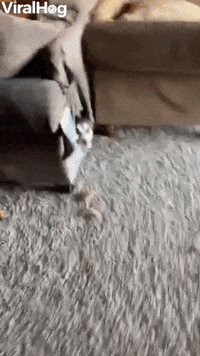 Husky Hides In Hole She Dug Into The Couch GIF by ViralHog