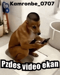 Uzbek Kot GIF